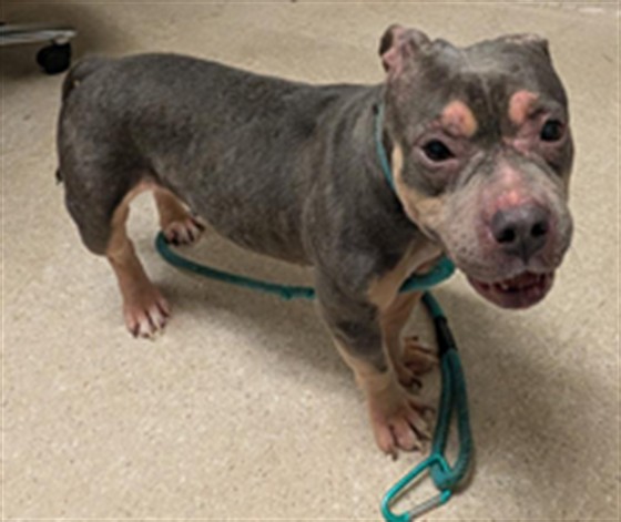 Shelter Stray Female Dog last seen Near BLOCK OLIVE DR, BAKERSFIELD CA 93312, 3951 Fruitvale Ave, Bakersfield, CA 93308, USA