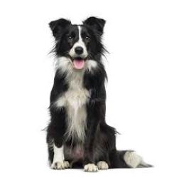 Reunited Male Dog last seen Eldorado Way, Leon Township, MN 55009
