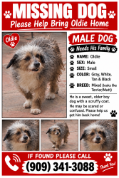 Lost Male Dog last seen Massachusetts And 15th st, San Bernardino, CA 92411