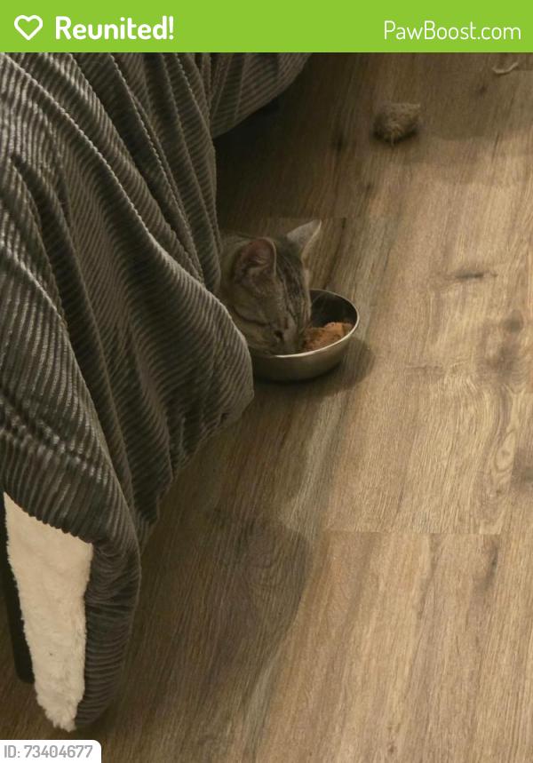 Reunited Male Cat last seen 67th Street and El Cajon Blvd, La Mesa, CA 92115