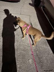 Found/Stray Female Dog last seen Golfview Rd, Hope Mills, NC 28348