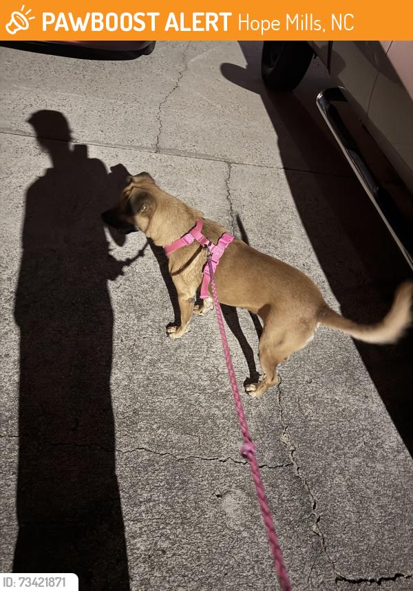 Found/Stray Female Dog last seen Golfview Rd, Hope Mills, NC 28348