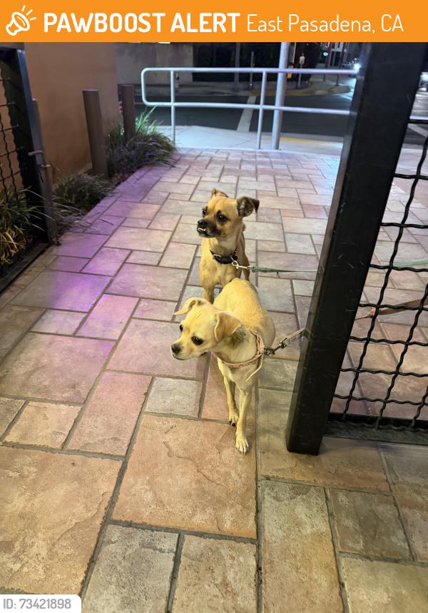Found/Stray Unknown Dog last seen Tops burgers Colorado Blvd., East Pasadena, CA 91107