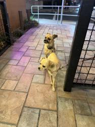 Found/Stray Unknown Dog last seen Tops burgers Colorado Blvd., East Pasadena, CA 91107