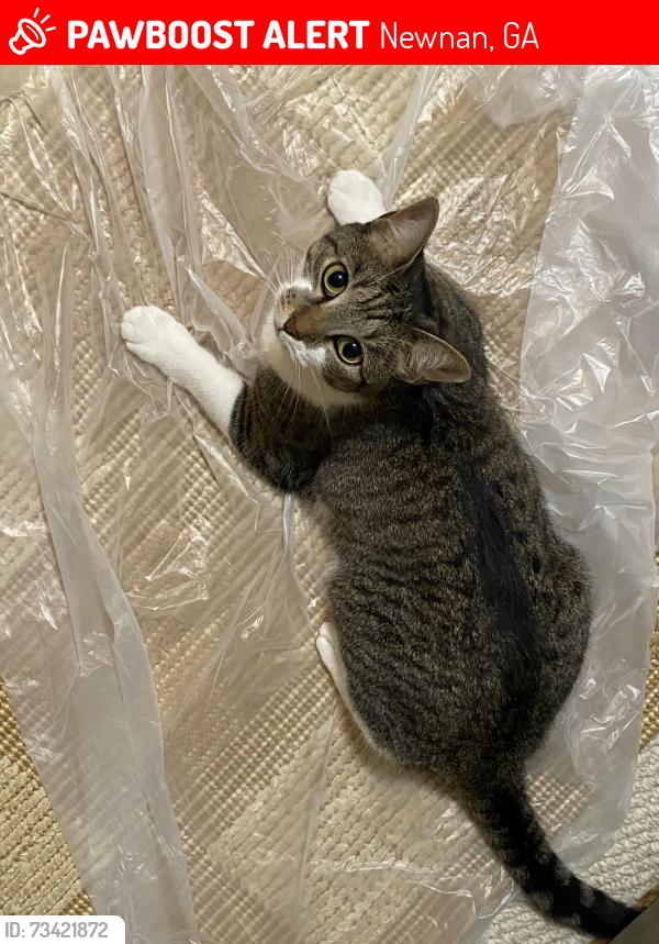 Lost Female Cat last seen Towards the end of tapestry near the cul de sac, Newnan, GA 30265