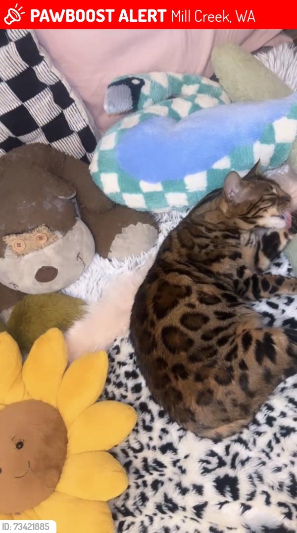 Lost Female Cat last seen 135th PL SE Millcreek WA, Mill Creek, WA 98012
