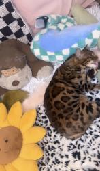 Lost Female Cat last seen 135th PL SE Millcreek WA, Mill Creek, WA 98012