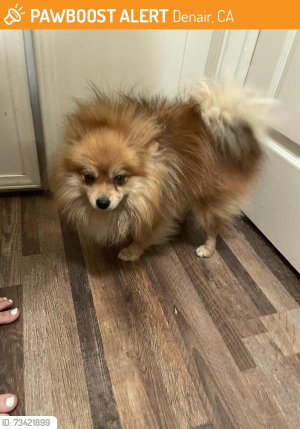 Found/Stray Male Dog last seen Denair, Denair, CA 95316