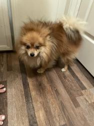 Found/Stray Male Dog last seen Denair, Denair, CA 95316