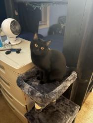 Lost Male Cat last seen Galena St and Riverview, Fairbanks, AK 99709