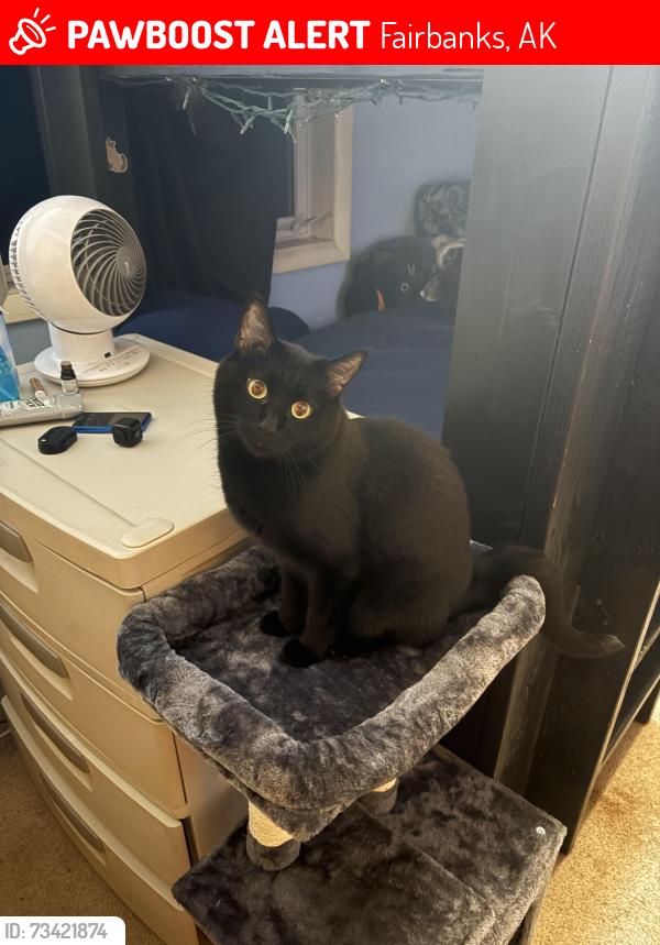 Lost Male Cat last seen Galena St and Riverview, Fairbanks, AK 99709