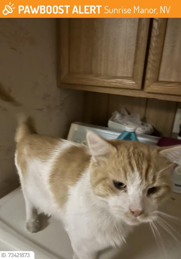 Found/Stray Male Cat last seen Twain/Cabana, Sunrise Manor, NV 89122