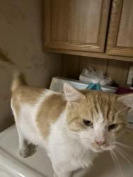 Found/Stray Male Cat last seen Twain/Cabana, Sunrise Manor, NV 89122