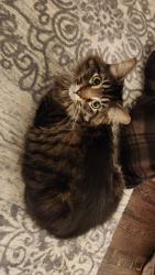 Lost Male Cat last seen Jessica and Emigrant, around the fox peak, Fernley, NV 89408