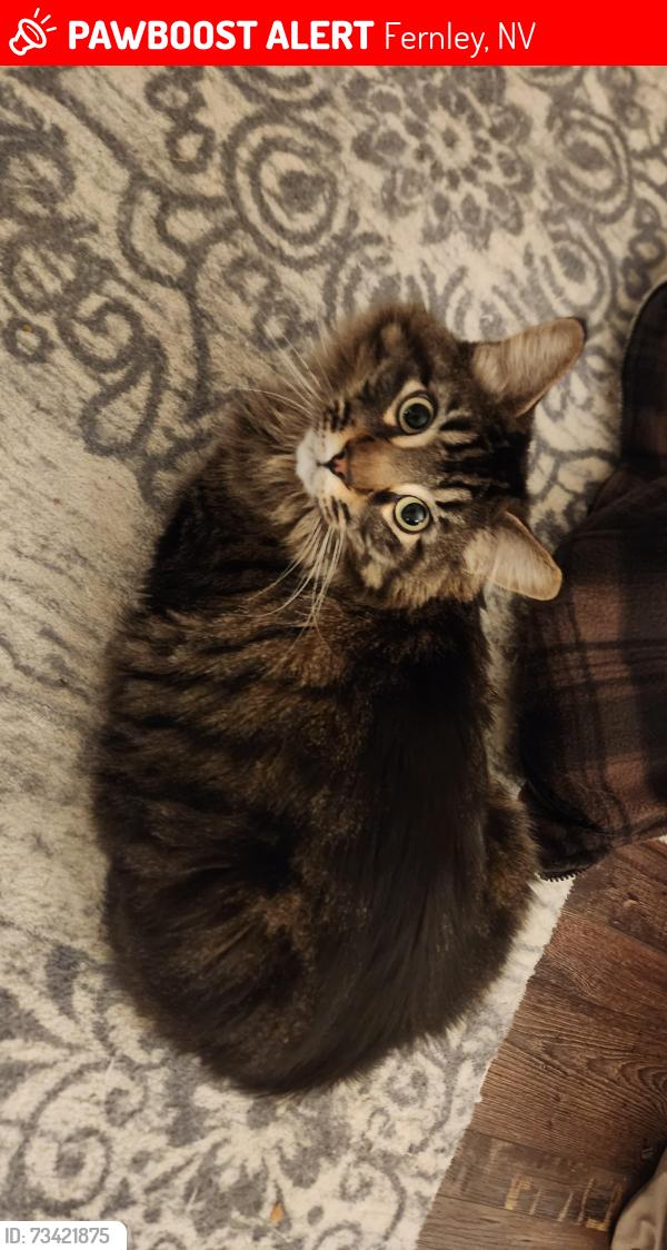Lost Male Cat last seen Jessica and Emigrant, around the fox peak, Fernley, NV 89408