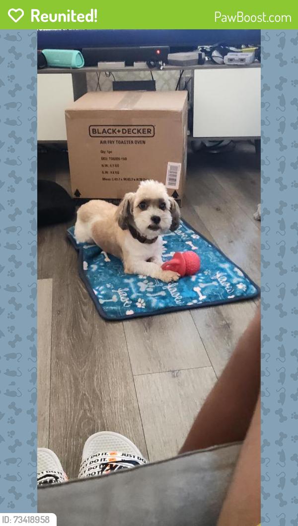 Reunited Male Dog last seen E main and N 3rd, El Cajon, CA 92021