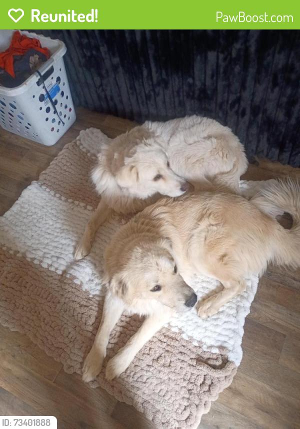 Reunited Male Dog last seen Harrison, Las Cruces, NM 88005