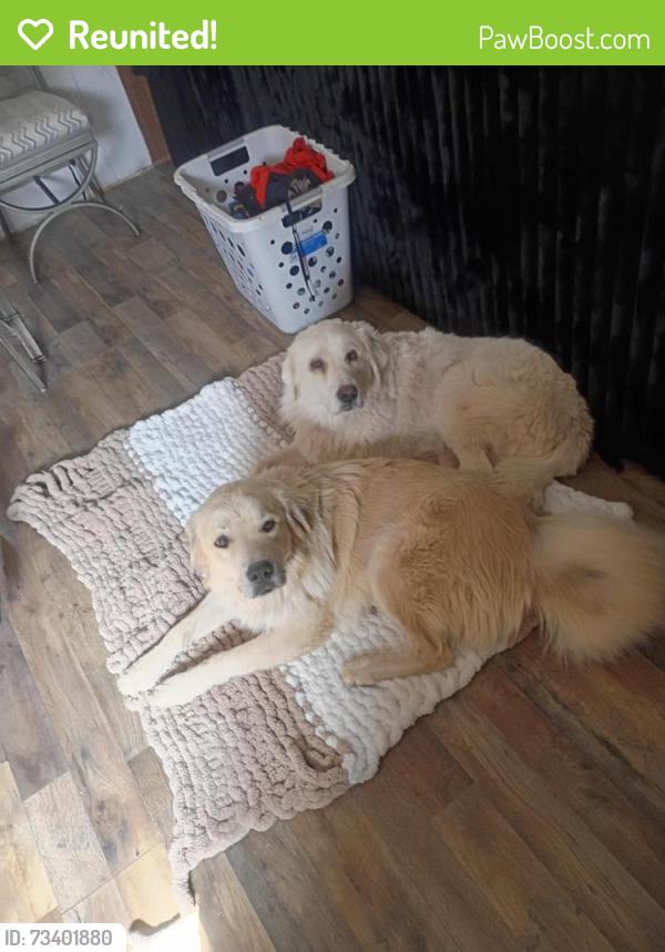 Reunited Female Dog last seen Harrison, Las Cruces, NM 88005