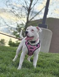Lost Female Dog last seen Near Bridgetown Rd, Cincinnati, OH 45248, Cincinnati, OH 45248