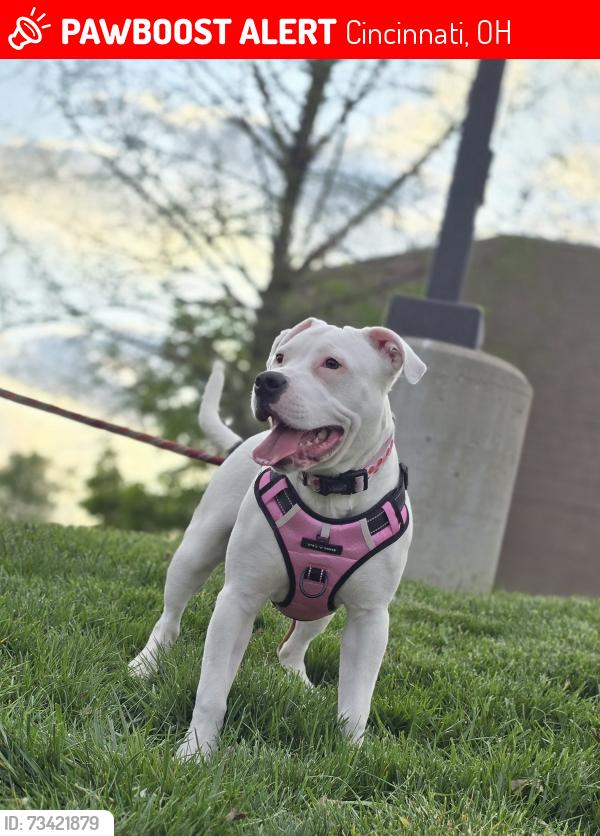 Lost Female Dog last seen Near Bridgetown Rd, Cincinnati, OH 45248, Cincinnati, OH 45248