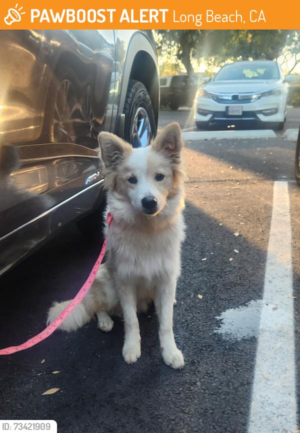 Found/Stray Male Dog last seen Spring & Studebaker next to El.Dorado Library, Long Beach, CA 90815