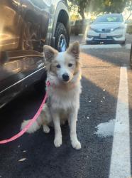 Found/Stray Male Dog last seen Spring & Studebaker next to El.Dorado Library, Long Beach, CA 90815