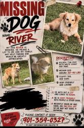 Lost Male Dog last seen northwest pines, Houston, TX 77014