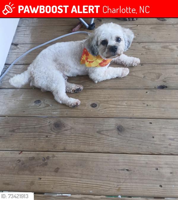 Lost Male Dog last seen Reagan rd and tom hunter, Charlotte, NC 28213