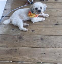 Lost Male Dog last seen Reagan rd and tom hunter, Charlotte, NC 28213