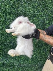 Shelter Stray Female Rabbit last seen Near Westcity Court, CITY of El Paso, TX, 5001 Fred Wilson Ave, El Paso, TX 79906, USA