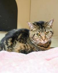 Shelter Stray Female Cat last seen Near Buice Dr Tucker, 30084, 30084, GA, 3280 Chamblee Dunwoody Rd, Chamblee, GA 30341, USA