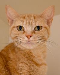 Shelter Stray Female Cat last seen Near Brockett Way, 30021, GA, 3280 Chamblee Dunwoody Rd, Chamblee, GA 30341, USA