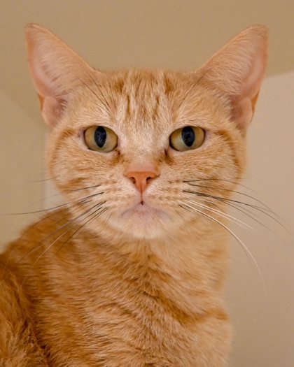 Shelter Stray Female Cat last seen Near Brockett Way, 30021, GA, 3280 Chamblee Dunwoody Rd, Chamblee, GA 30341, USA