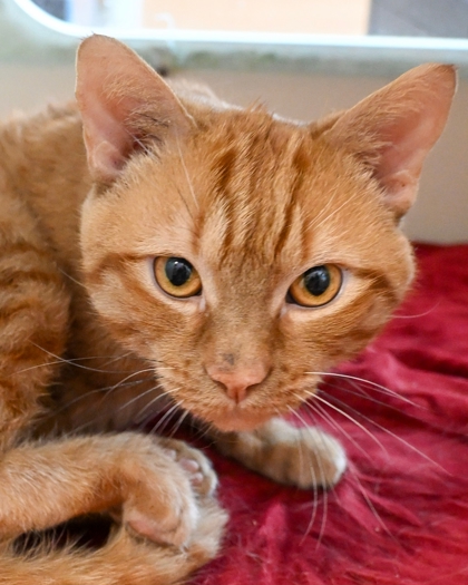 Shelter Stray Male Cat last seen Near Brockett Way, 30021, GA, 3280 Chamblee Dunwoody Rd, Chamblee, GA 30341, USA