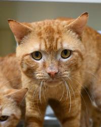 Shelter Stray Male Cat last seen Near Brockett Way, 30021, GA, 3280 Chamblee Dunwoody Rd, Chamblee, GA 30341, USA
