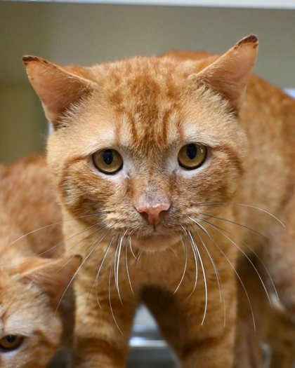 Shelter Stray Male Cat last seen Near Brockett Way, 30021, GA, 3280 Chamblee Dunwoody Rd, Chamblee, GA 30341, USA