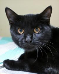 Shelter Stray Male Cat last seen Near Clanton Terrace, 30034, GA, 3280 Chamblee Dunwoody Rd, Chamblee, GA 30341, USA