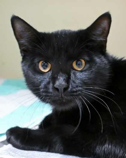 Shelter Stray Male Cat last seen Near Clanton Terrace, 30034, GA, 3280 Chamblee Dunwoody Rd, Chamblee, GA 30341, USA