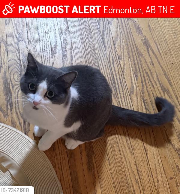 Lost Female Cat last seen Candy Cane Lane, Edmonton, AB T5N 3E5