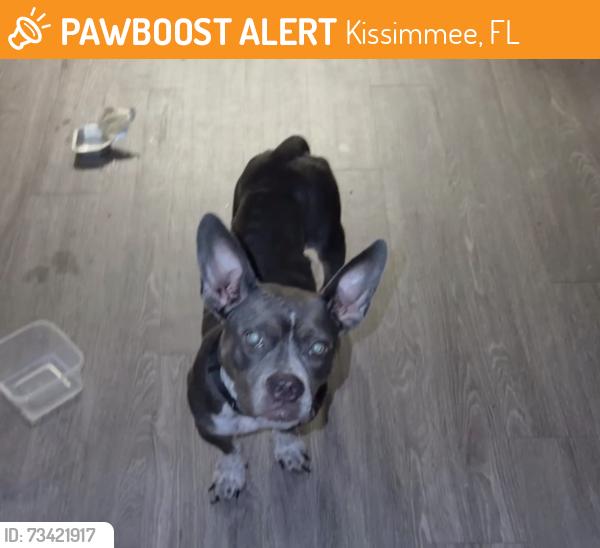 Found/Stray Unknown Dog last seen Kissimmee, Kissimmee, FL 34744
