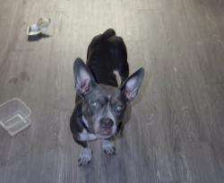 Found/Stray Unknown Dog last seen Kissimmee, Kissimmee, FL 34744