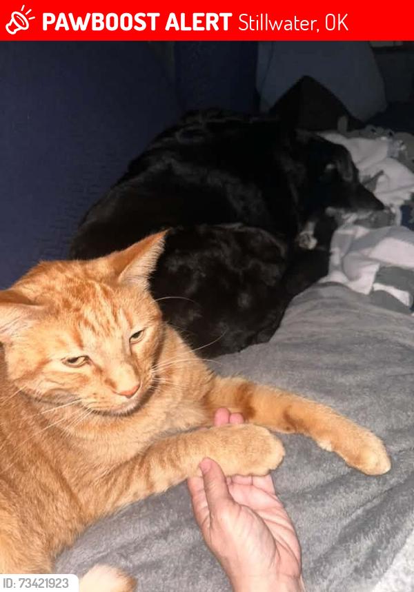 Lost Male Cat last seen Maple and Duncan, Stillwater, OK 74074
