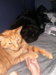 Lost Male Cat last seen Maple and Duncan, Stillwater, OK 74074