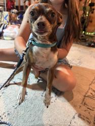 Found/Stray Male Dog last seen S Herold Ave, Lincoln, ca 95648, Lincoln, CA 95648