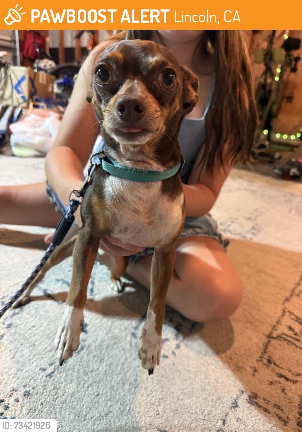Found/Stray Male Dog last seen S Herold Ave, Lincoln, ca 95648, Lincoln, CA 95648