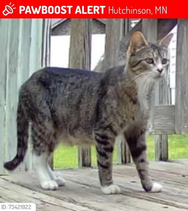Lost Female Cat last seen East Circle off A Ave in Country Club Terrace Mobile home park, Hutchinson, MN 55350