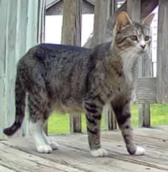 Lost Female Cat last seen East Circle off A Ave in Country Club Terrace Mobile home park, Hutchinson, MN 55350