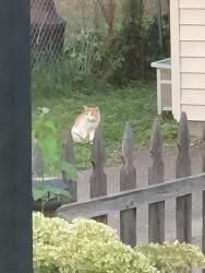 Found/Stray Male Cat last seen 39th Ave and Johnson St., Columbia Heights, MN 55421