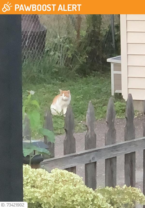 Found/Stray Male Cat last seen 39th Ave and Johnson St., Columbia Heights, MN 55421