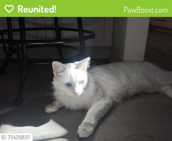 Reunited Female Cat last seen Gentry and Landale, Los Angeles, CA 91607
